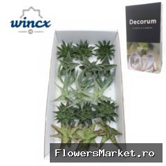 Aloe Mix (wincx) Cutflower Wincx-8cm