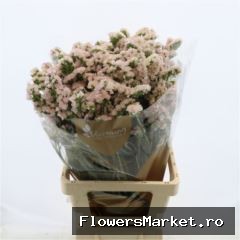 Limonium sinuatum 'Apricot Sun Bir'