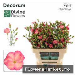 Dianthus TR 'Solomio Fen'