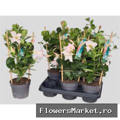 Mandevilla 'Sundavil White'
