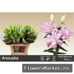 Lilium ori. DB 'Roselily Anouska'