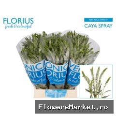 Veronica  'Caya'