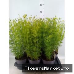 Coreopsis vert. 'Zagreb'