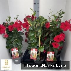 Mandevilla  'Diamantina Topaze Ver'