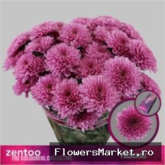 Chrysanthemum TR 'Fabienne'