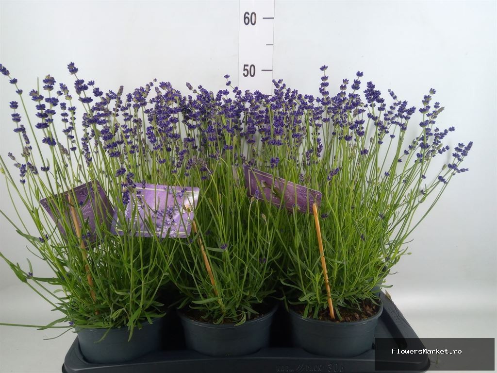 Lavandula angustifolia `hidcote`