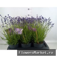 Lavandula angustifolia `hidcote`