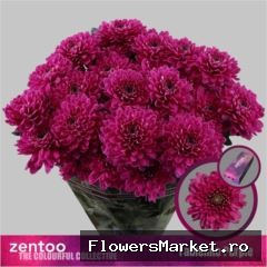 Chrysanthemum TR 'Fabienne Purple'