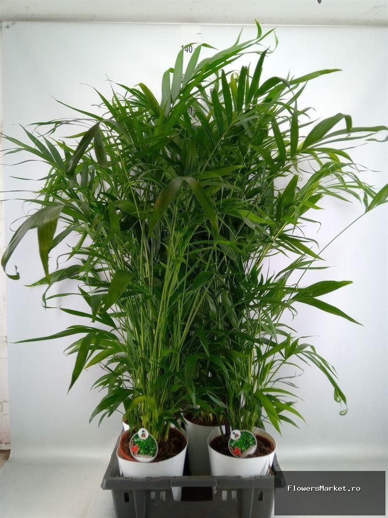 Palmieri GCHACATARA 18693