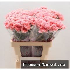 Dianthus ST 'Big One'