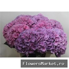 Hydrangea  'Cassanova'
