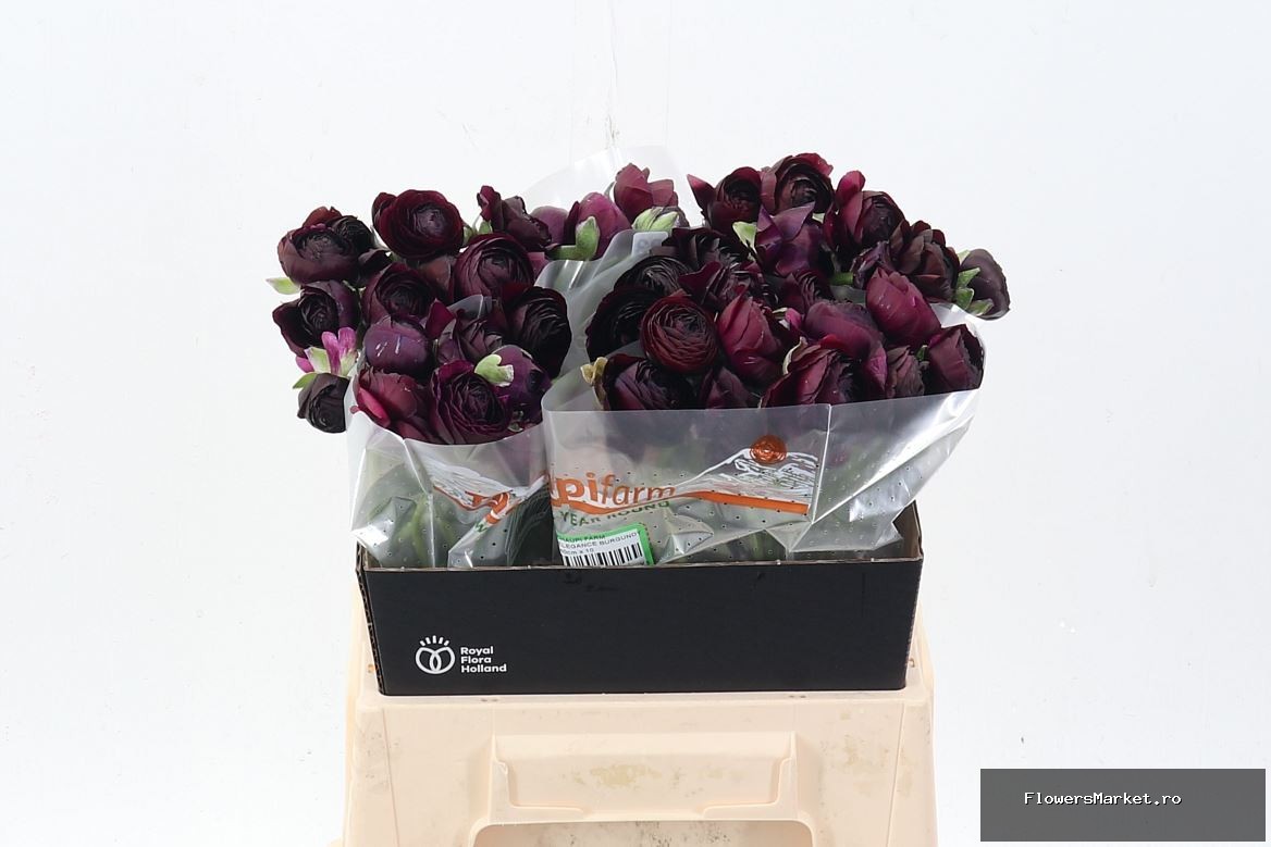 Ranunculus  'Elegance Violet'