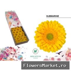 Gerbera GB 'Submarine'