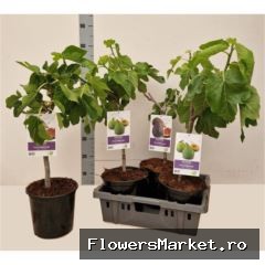 Ficus carica
