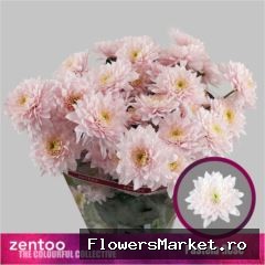 Chrysanthemum TR 'Pastela Rose'