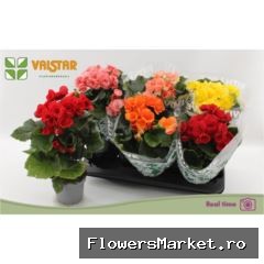 Begonia elat. DU   ...mix