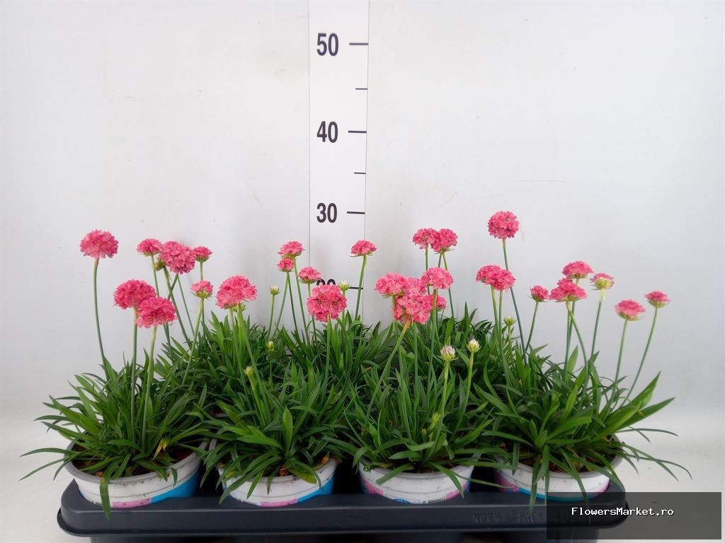 Armeria pseud. 'Dreameria'   ...mix