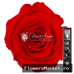 30cm Stem Ora03