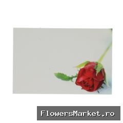 Labels Kaart 9*6cm x50 Red Rosebud