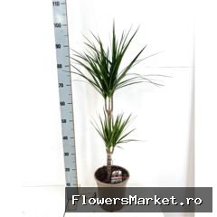 Dracaena marg.