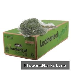 Lederv. Large Vacuum