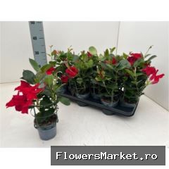 Mandevilla  'Diamantina Jade Scarl'