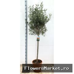 Olea europaea