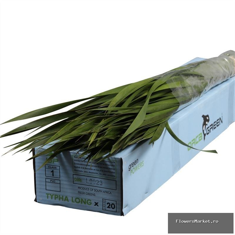 Typha Orca