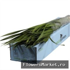 Typha Orca