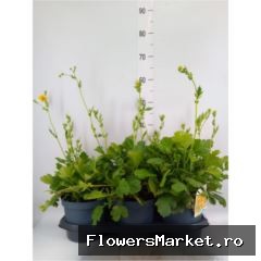 geum lady stratheden