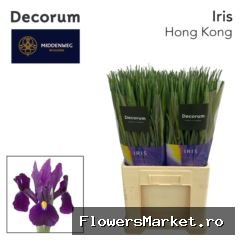Iris  'Hong Kong'