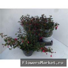 Fuchsia   ...