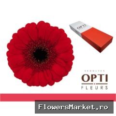 Gerbera MI 'Red Ruby'
