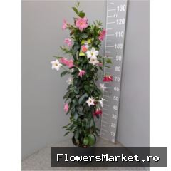 Mandevilla  'Bella'   ...mix