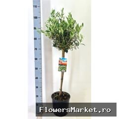Olea europaea