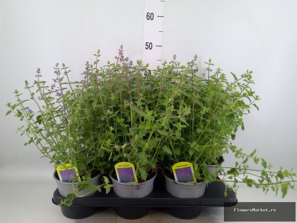 Nepeta Faassenii