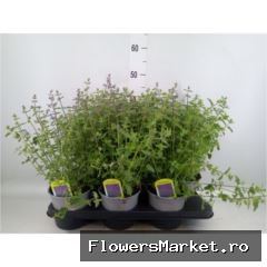 Nepeta Faassenii