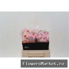 Ranunculus 'Elegance Pastel Pink'