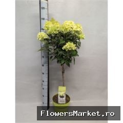 Hydrangea pan.