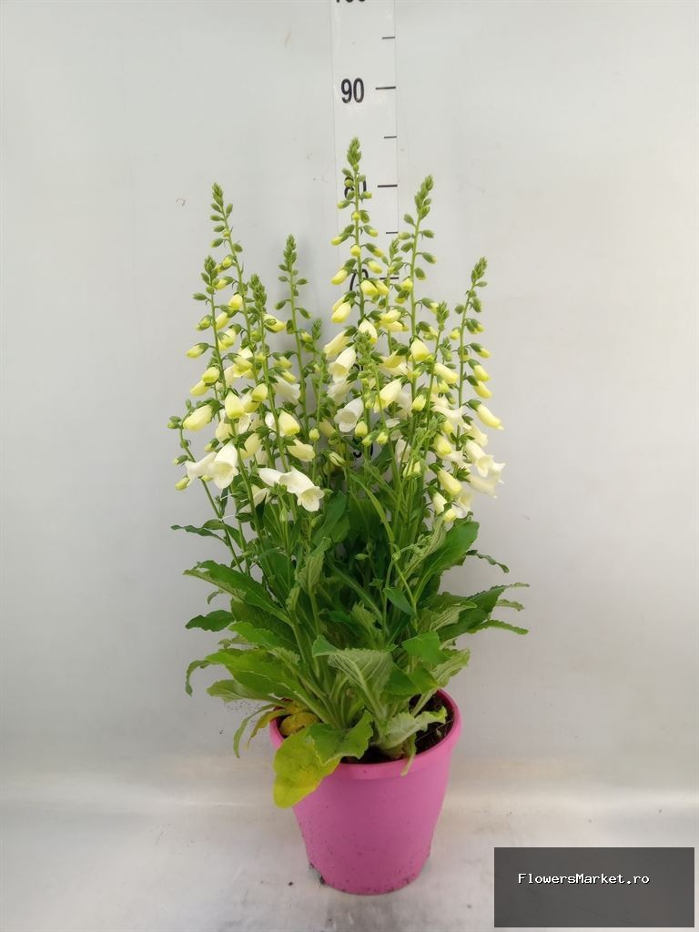 Digitalis purpurea White (roze terraspot)