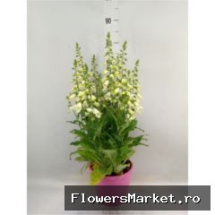 Digitalis purpurea White (roze terraspot)