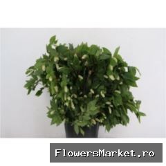 Humulus lupulus