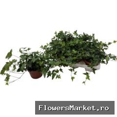 Hedera helix 'Shamrock'