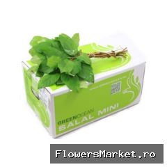 Salal Mini