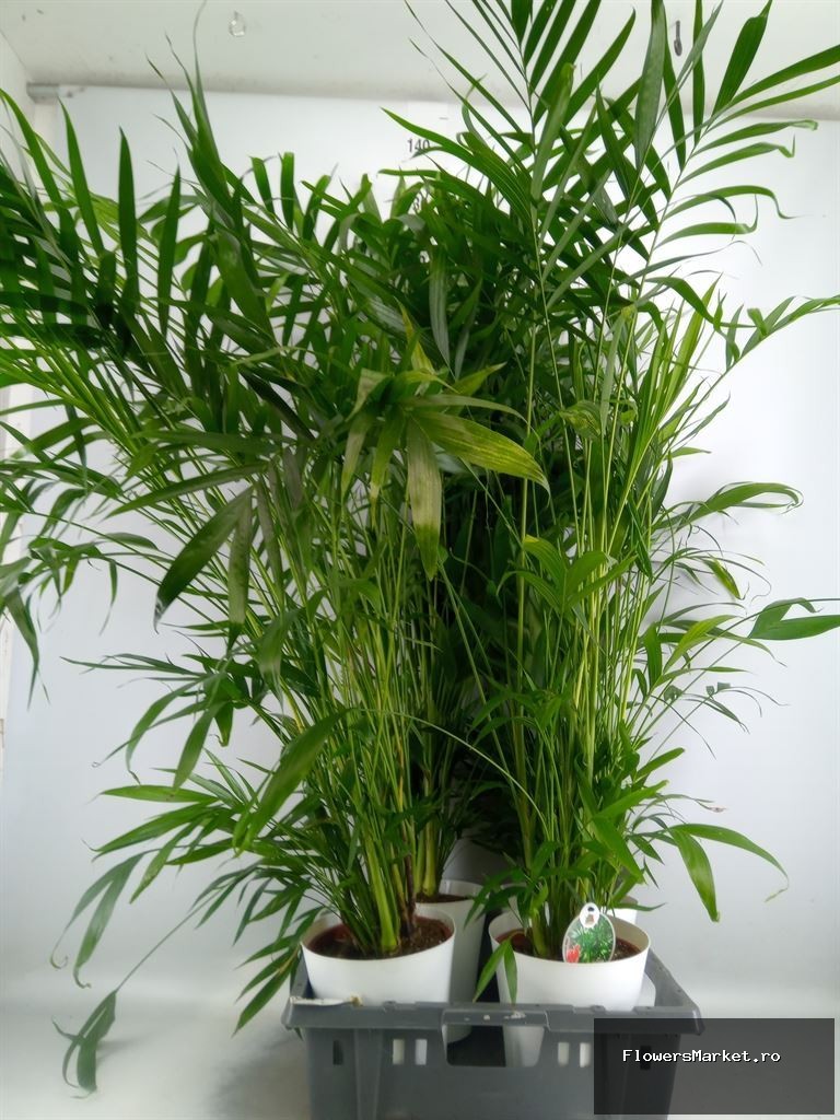 Palmieri GCHACATARA 18693
