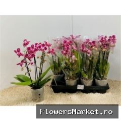 Phalaenopsis   ...