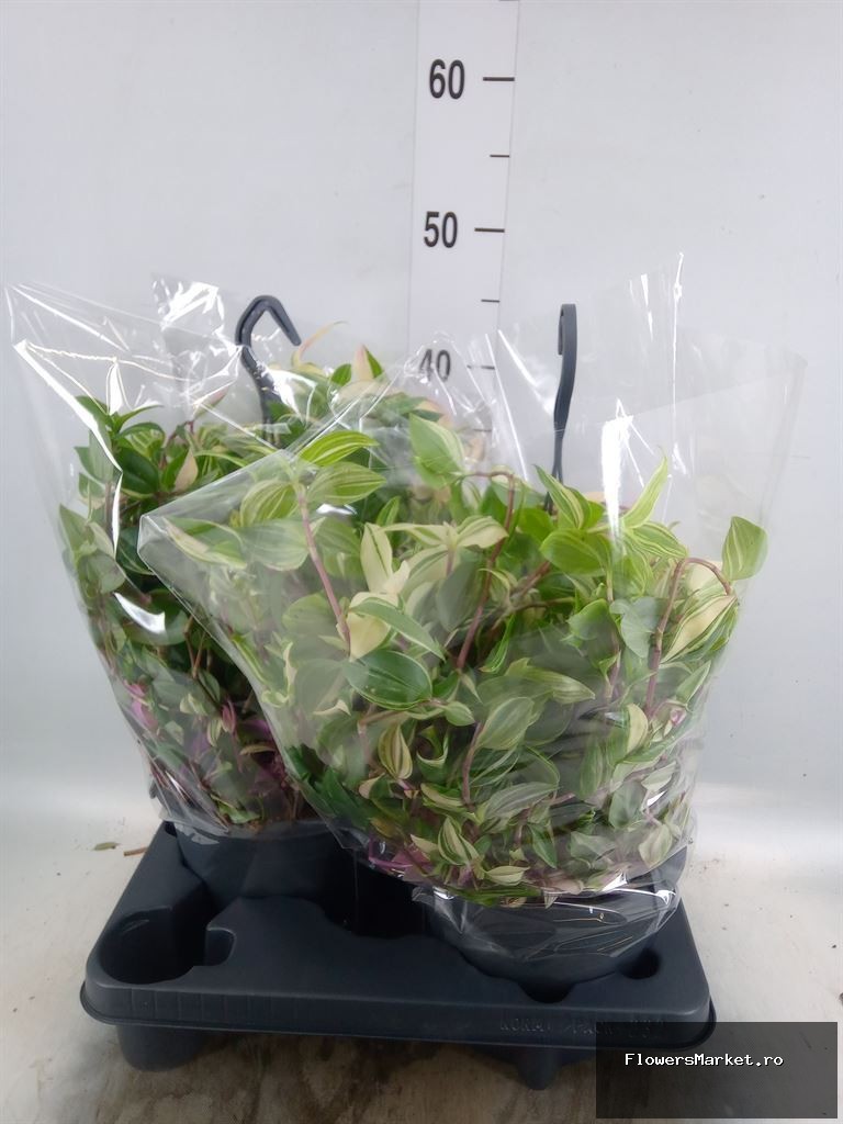 'Tricolor' in hangpot