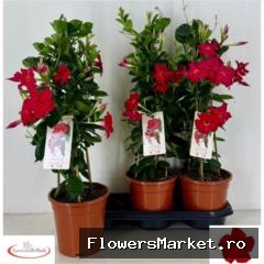 Mandevilla 'Sundavil Early Scarle'