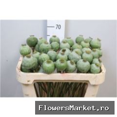 Papaver somn.   ...zaaddozen