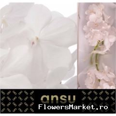 Vanda Tayanee Diamond White